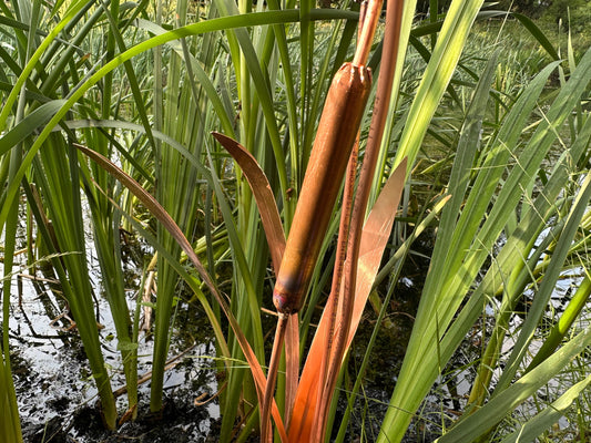 Willow Moments and Memories - BBC Gardener's World Live Showcase Garden 2025