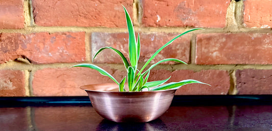 Spider Plant in Copper Bowl Helps to Purify Air