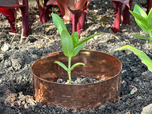Do Copper Slug Rings For Plants Really Work?