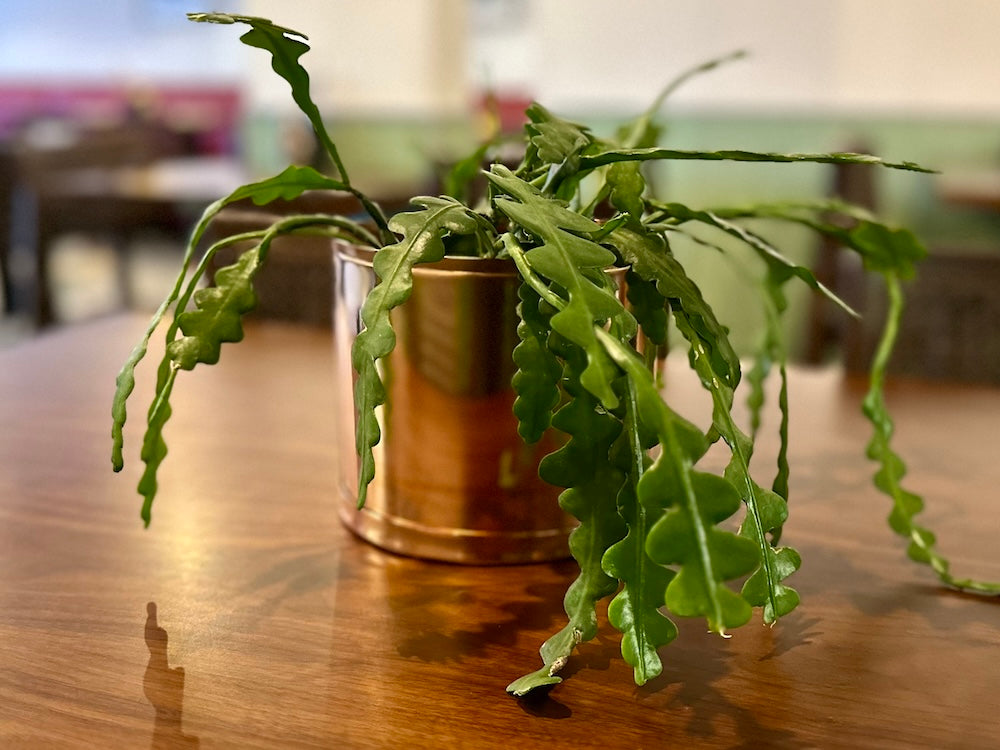 1.5 Litre Copper and Green Pot on Table with House Plant
