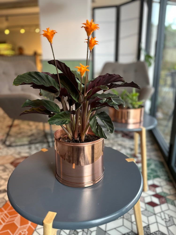 1.5 Litre Copper and Green Pot on Café Table