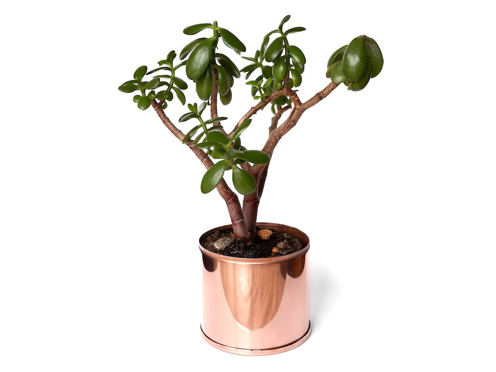 1.5 Litre Copper and Green Pot with Jade Houseplant