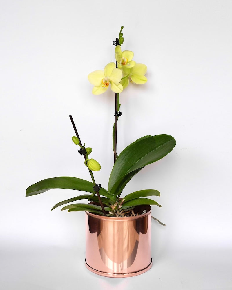 Copper and Green Plant Pot with Yellow Orchid