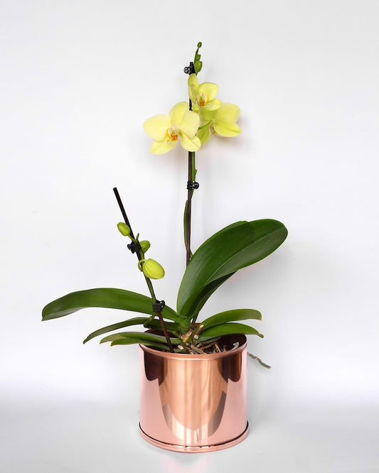 Copper and Green Plant Pot with Yellow Orchid 5
