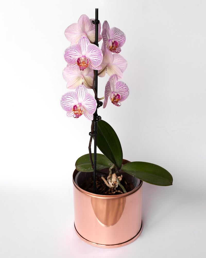 1.5 Litre Copper and Green Pot with Pink Orchid