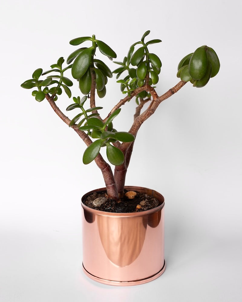 1.5 Litre Copper and Green Pot with Jade House Plant