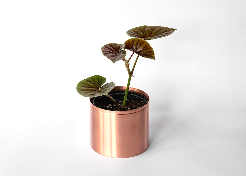 9cm Copper plant pot with house plant