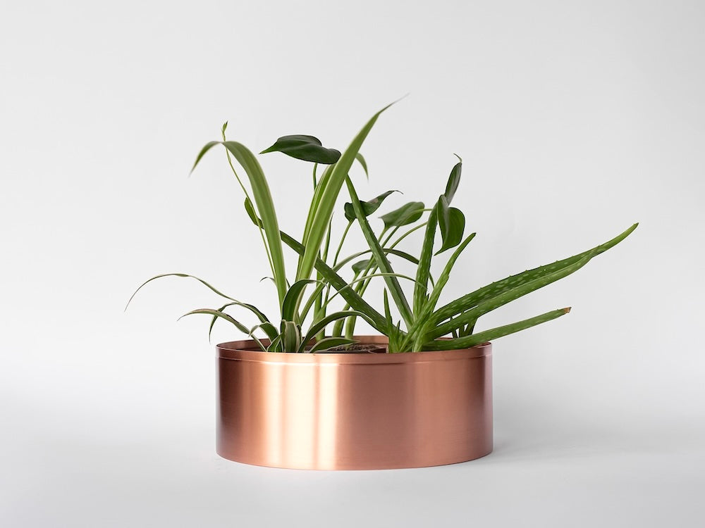 24cm Copper planter with spider plant and aloe
