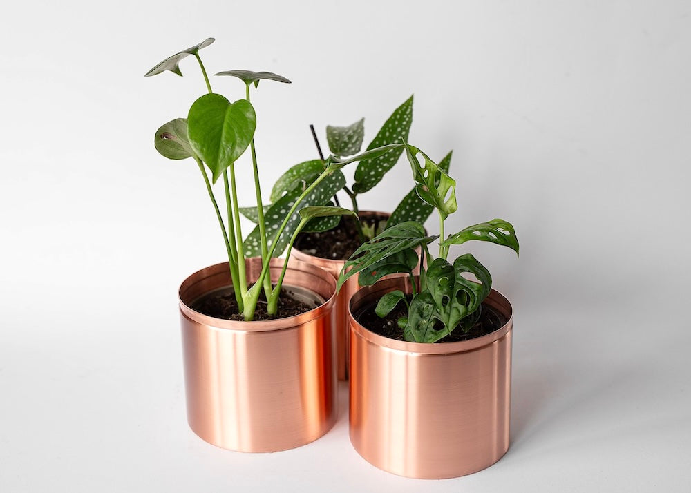 3 9cm copper pots with house plants