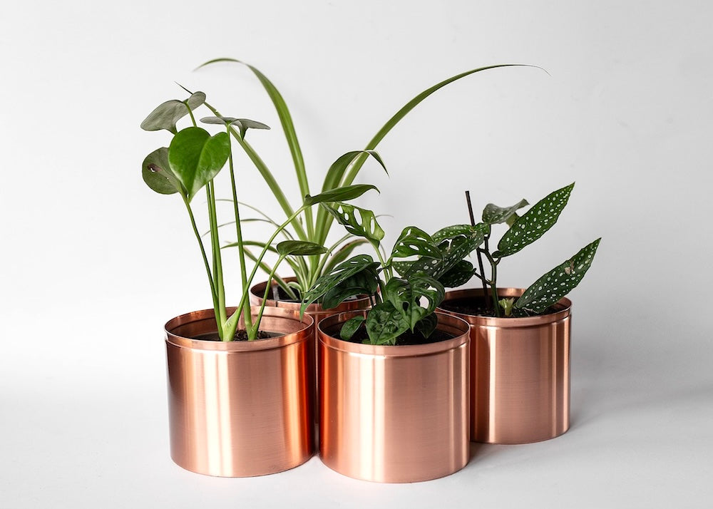 4 copper pots with house plants