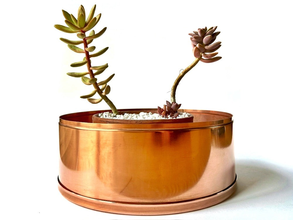 24cm copper planter succulents