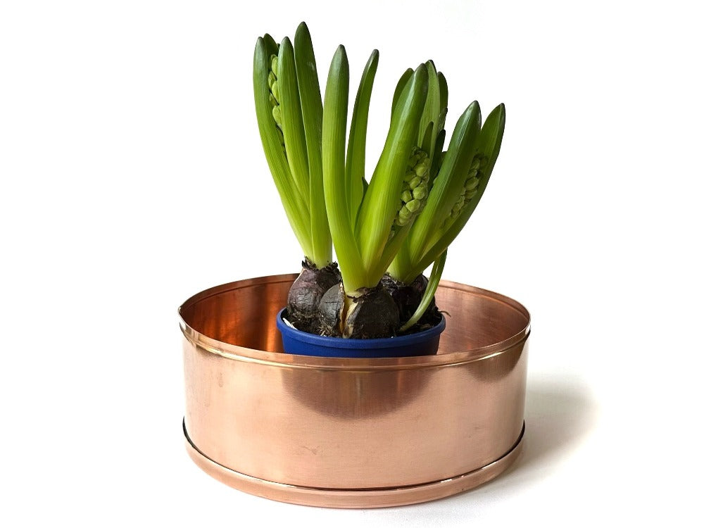 copper planter with hyacinth