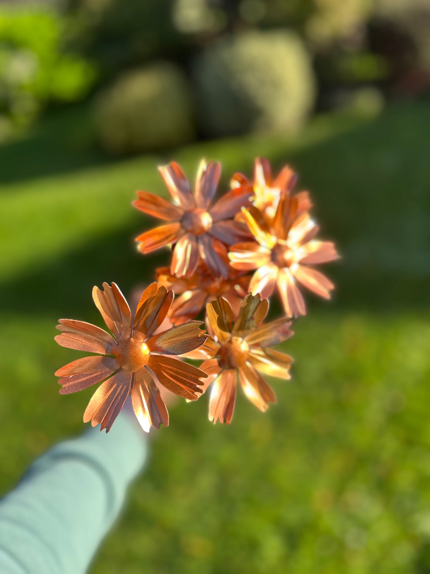 Copper Cosmos Flower