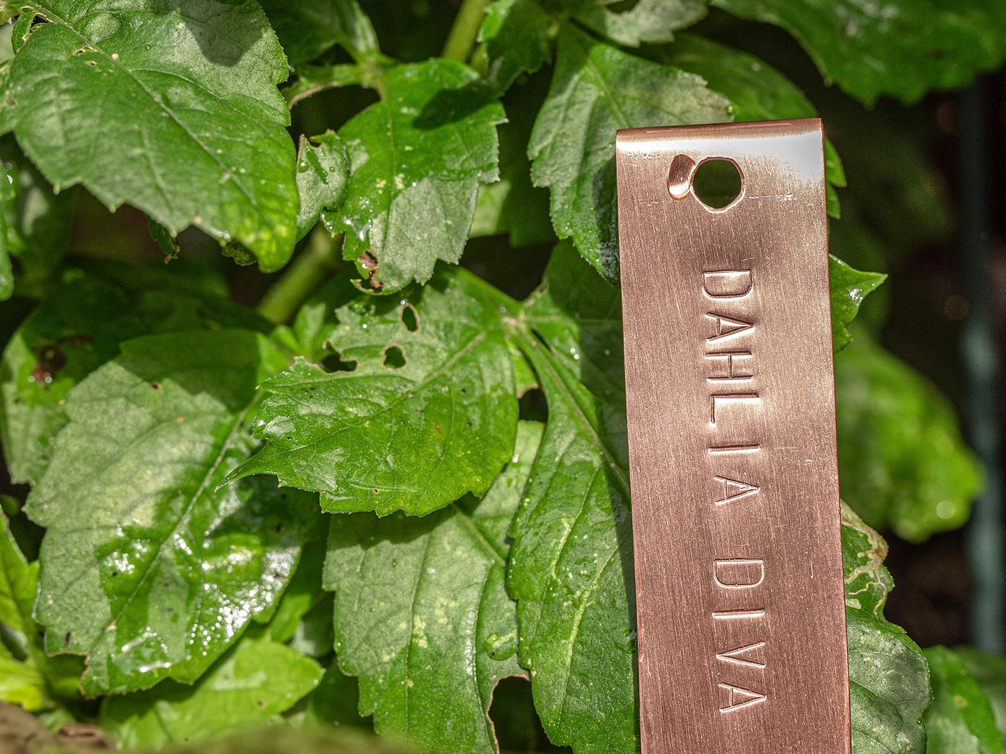 Copper Plant Labels Dahlia