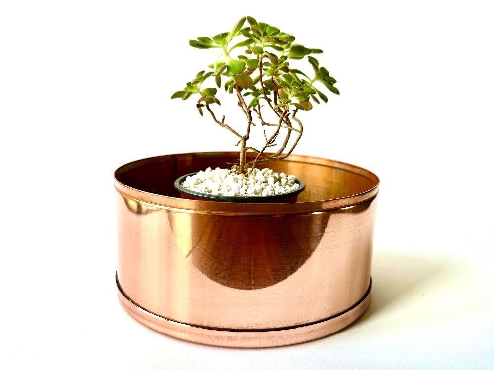 succulent in copper plant pot