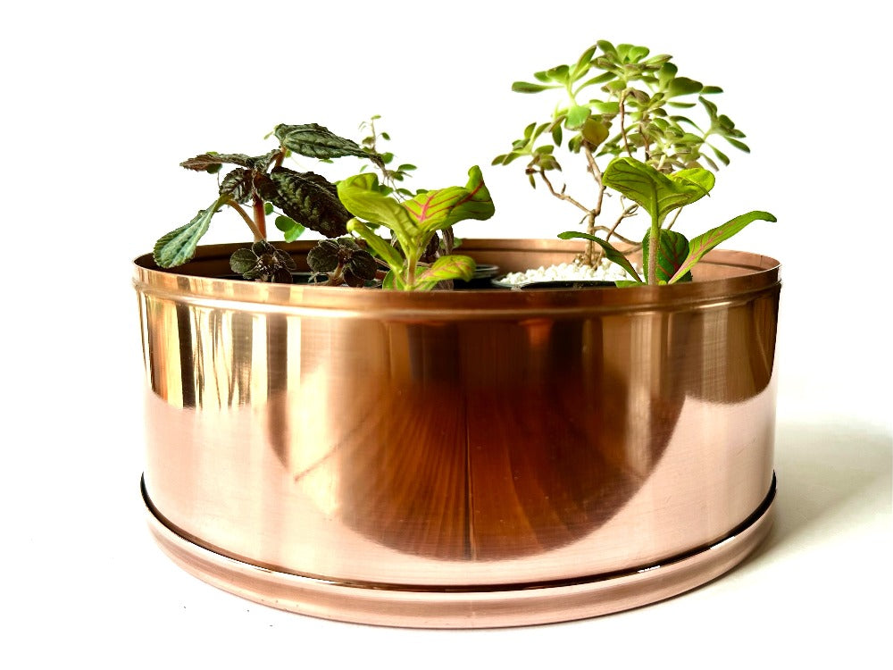 Plants in copper plant pot
