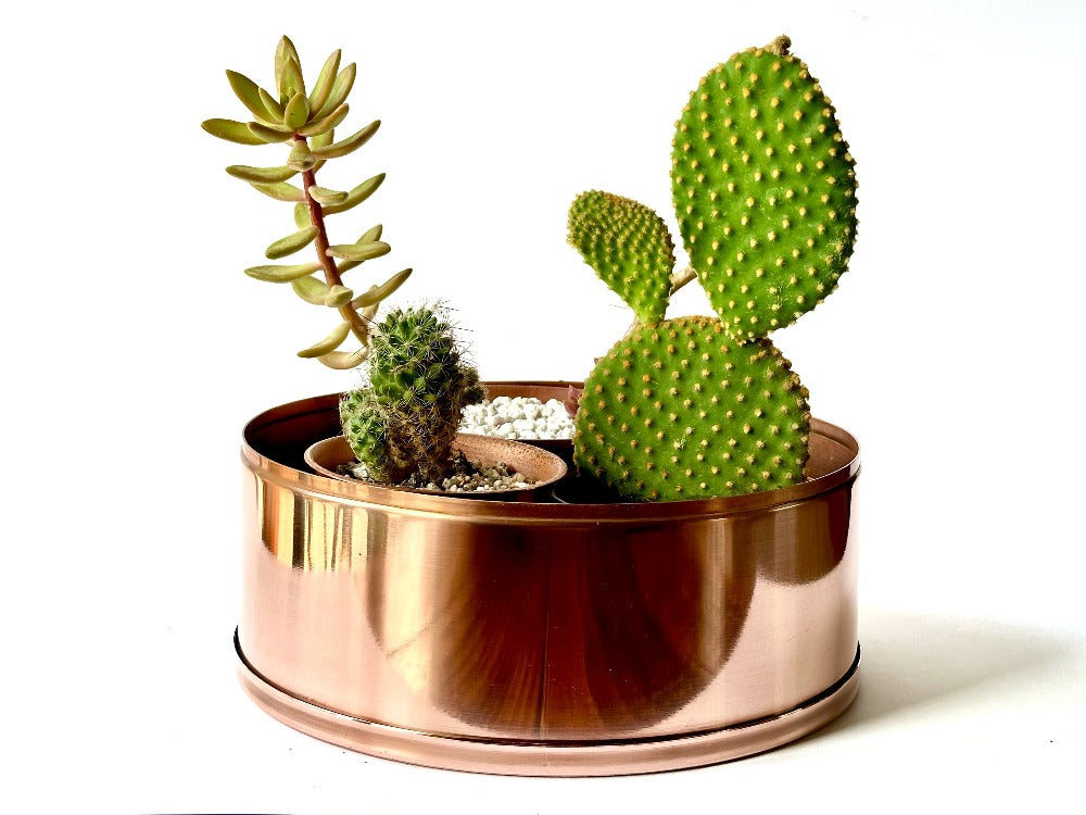 Cactus in copper and green copper plant pot