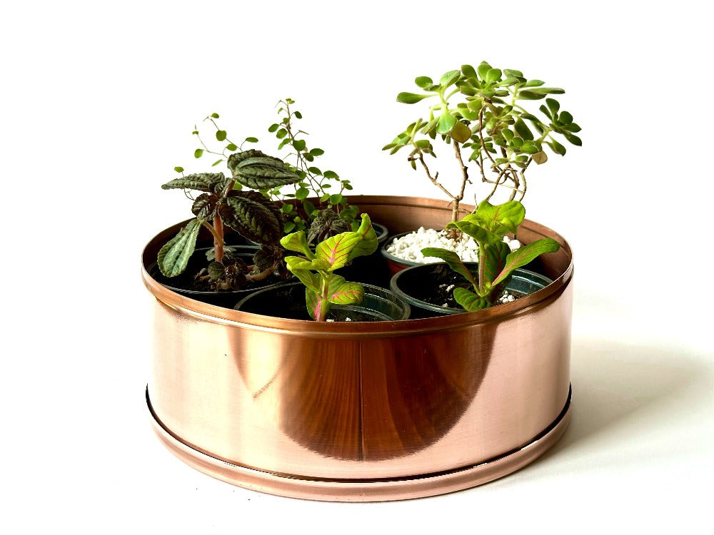 Plants in copper plant pot