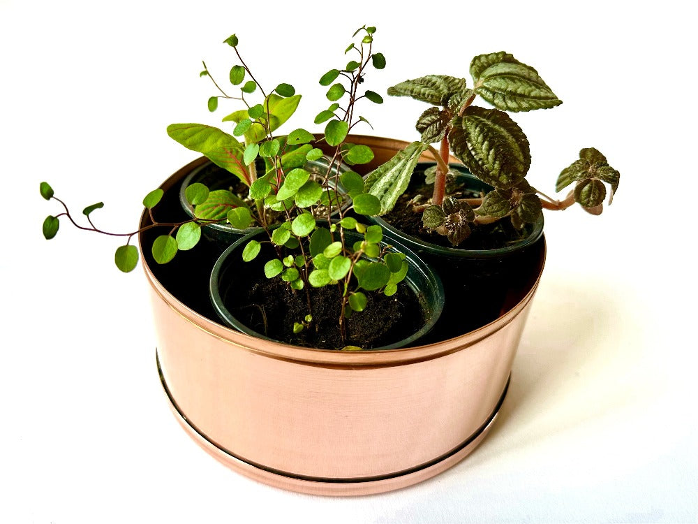 Plants in copper plant pot