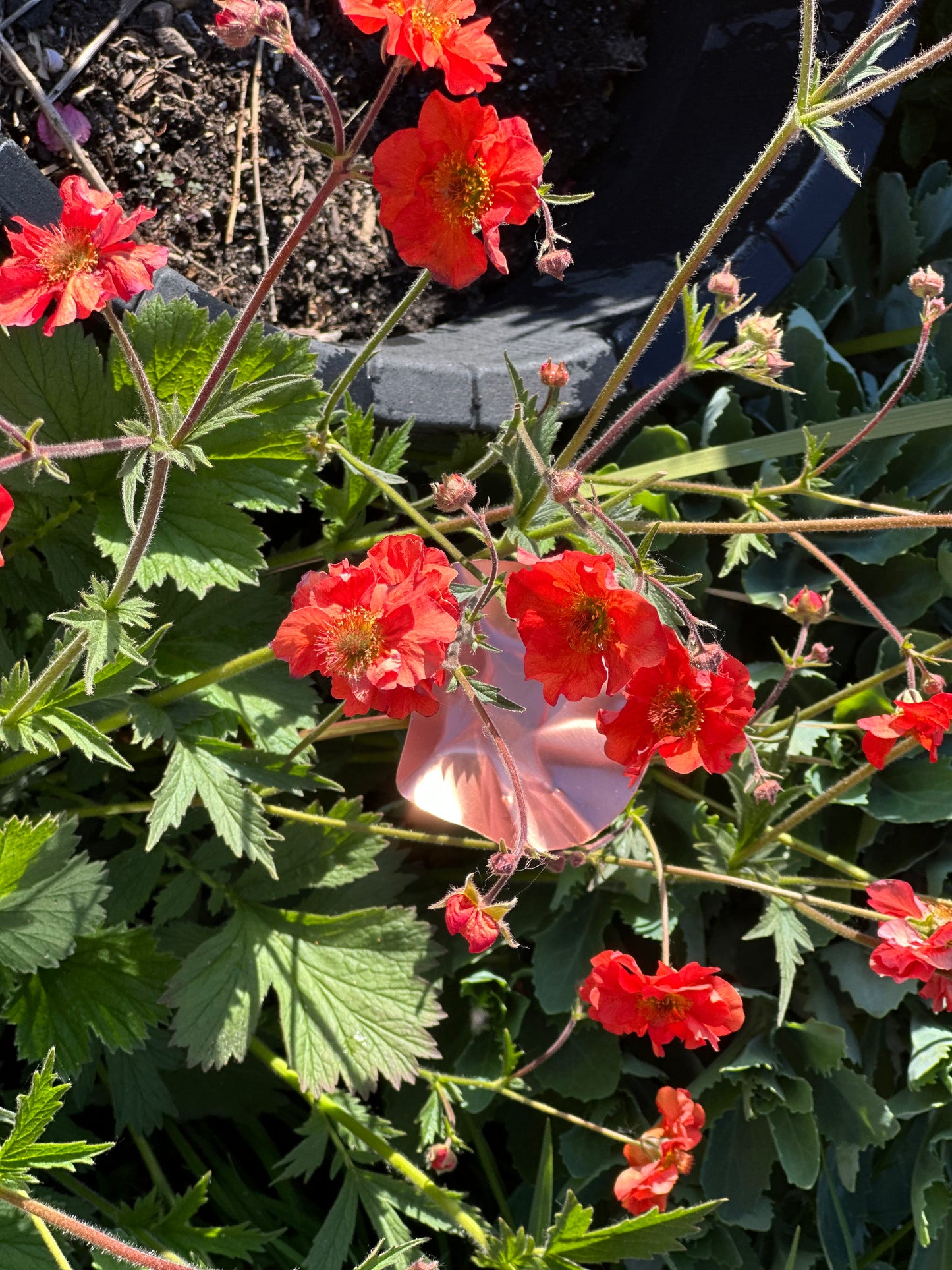 Copper Bee Drinker