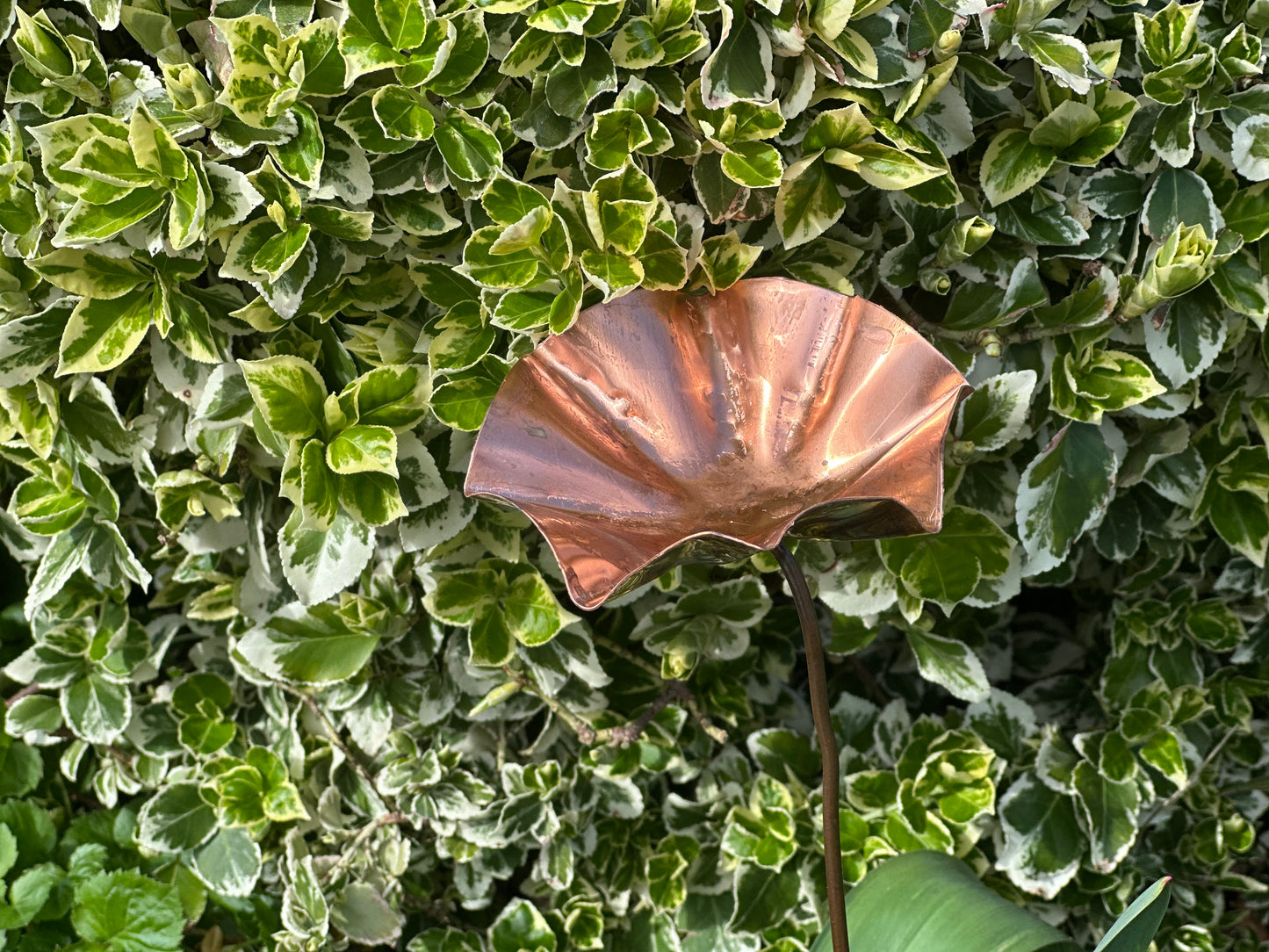 Copper Bee Drinker