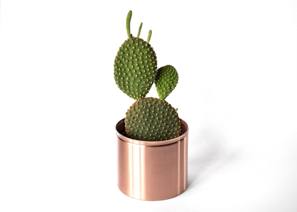 9cm Copper pots with cactus