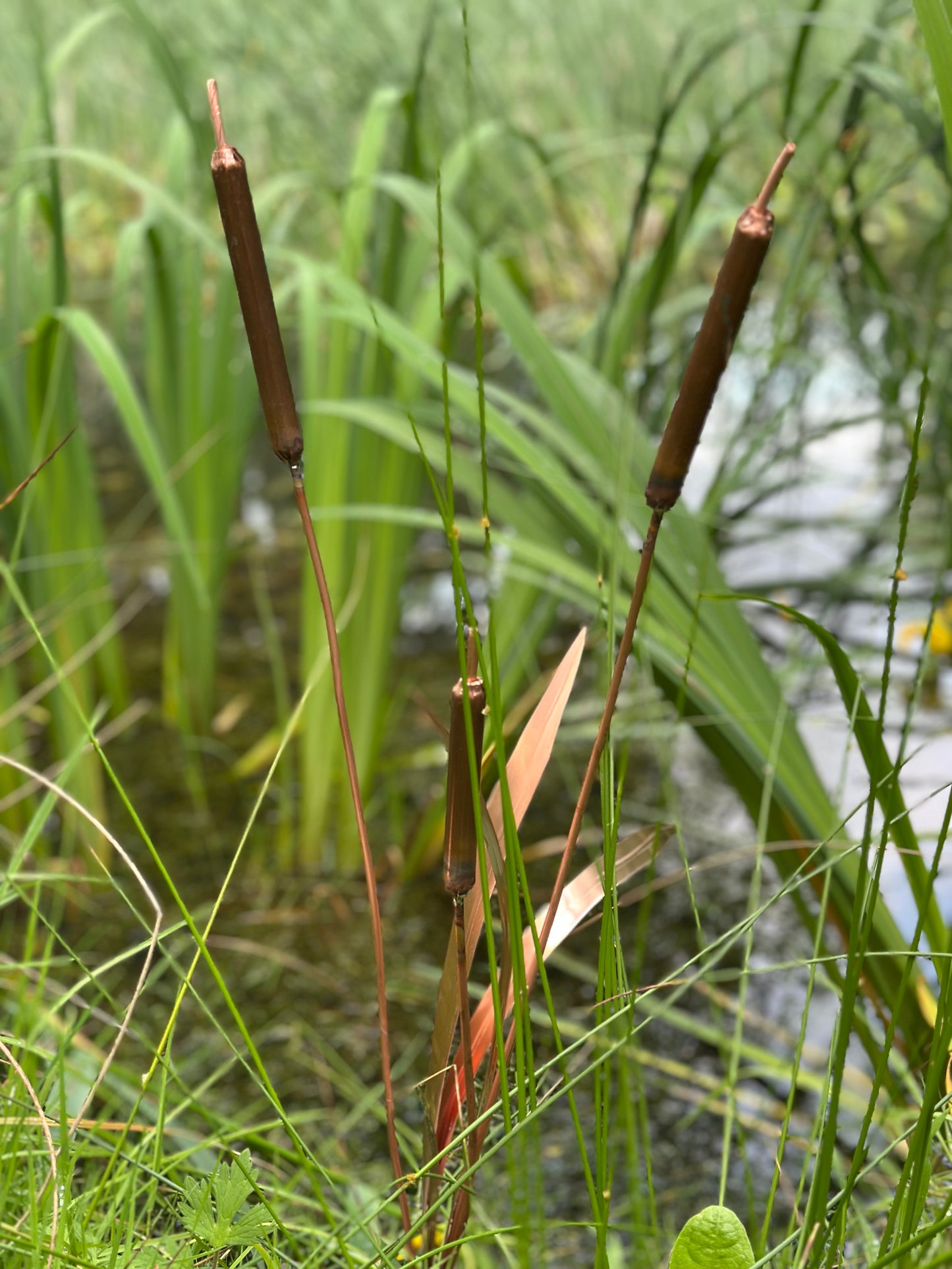 Copper Bulrushes Single