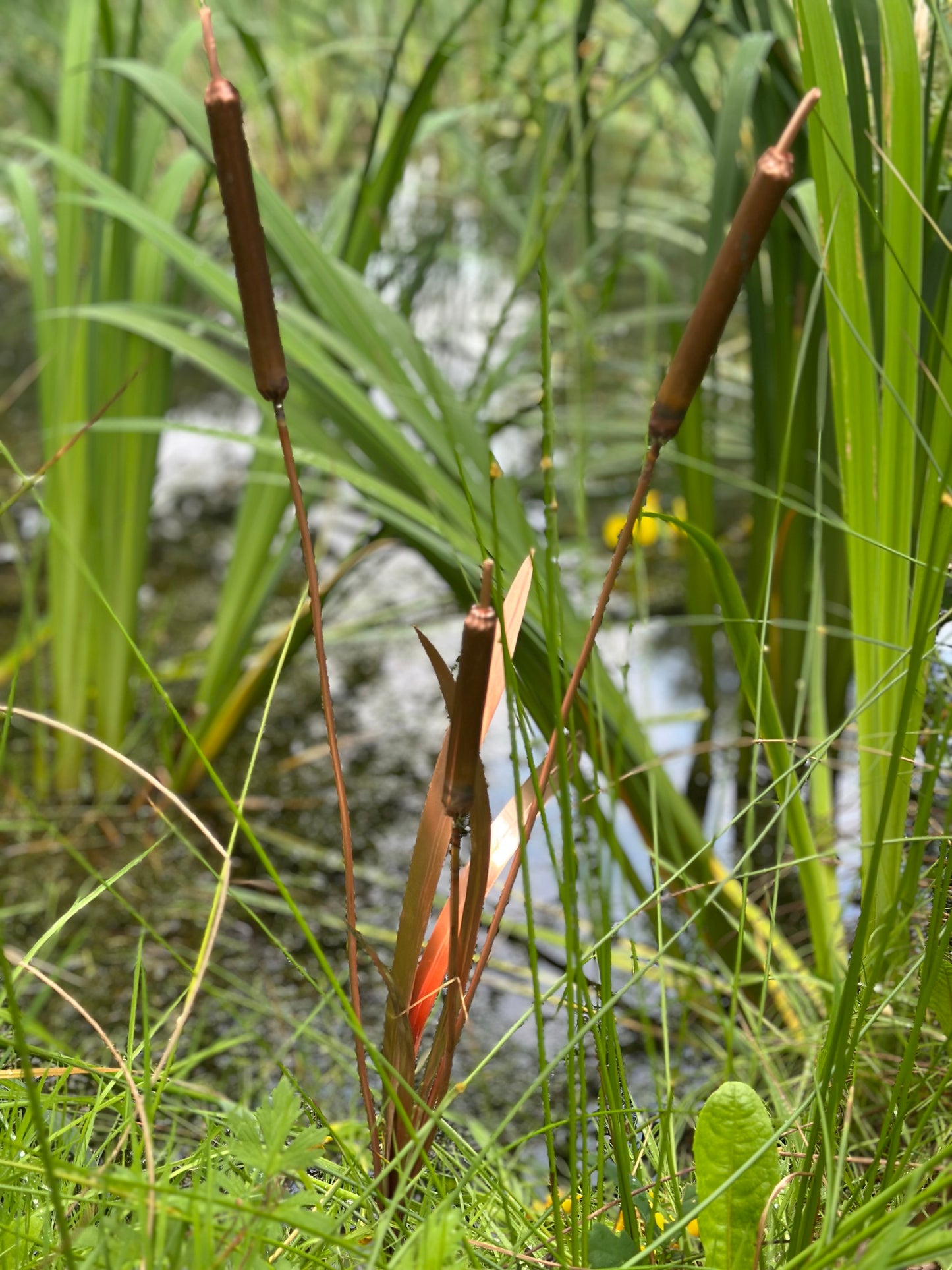 Copper Bulrushes Single