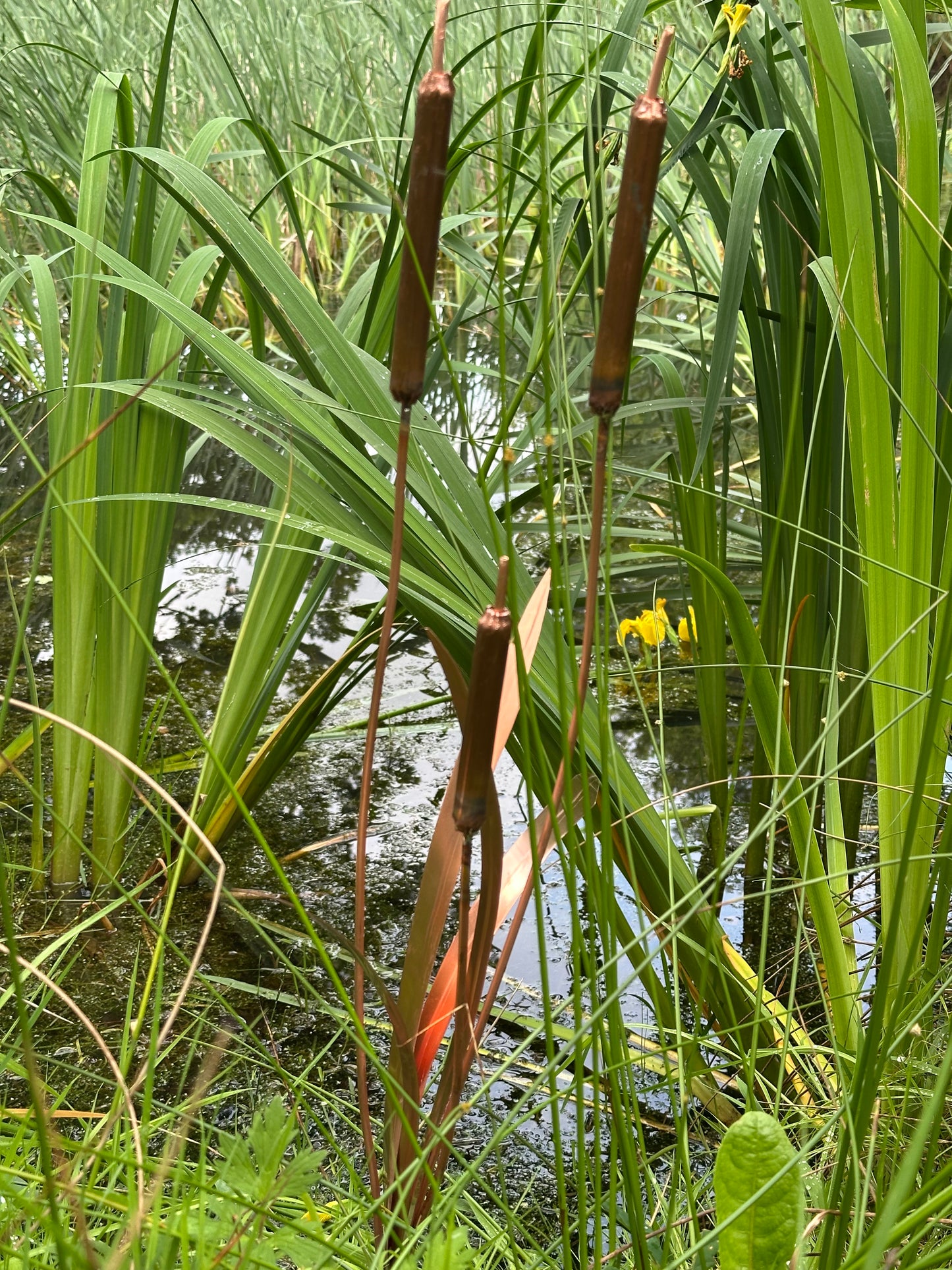 Copper Bulrushes Single