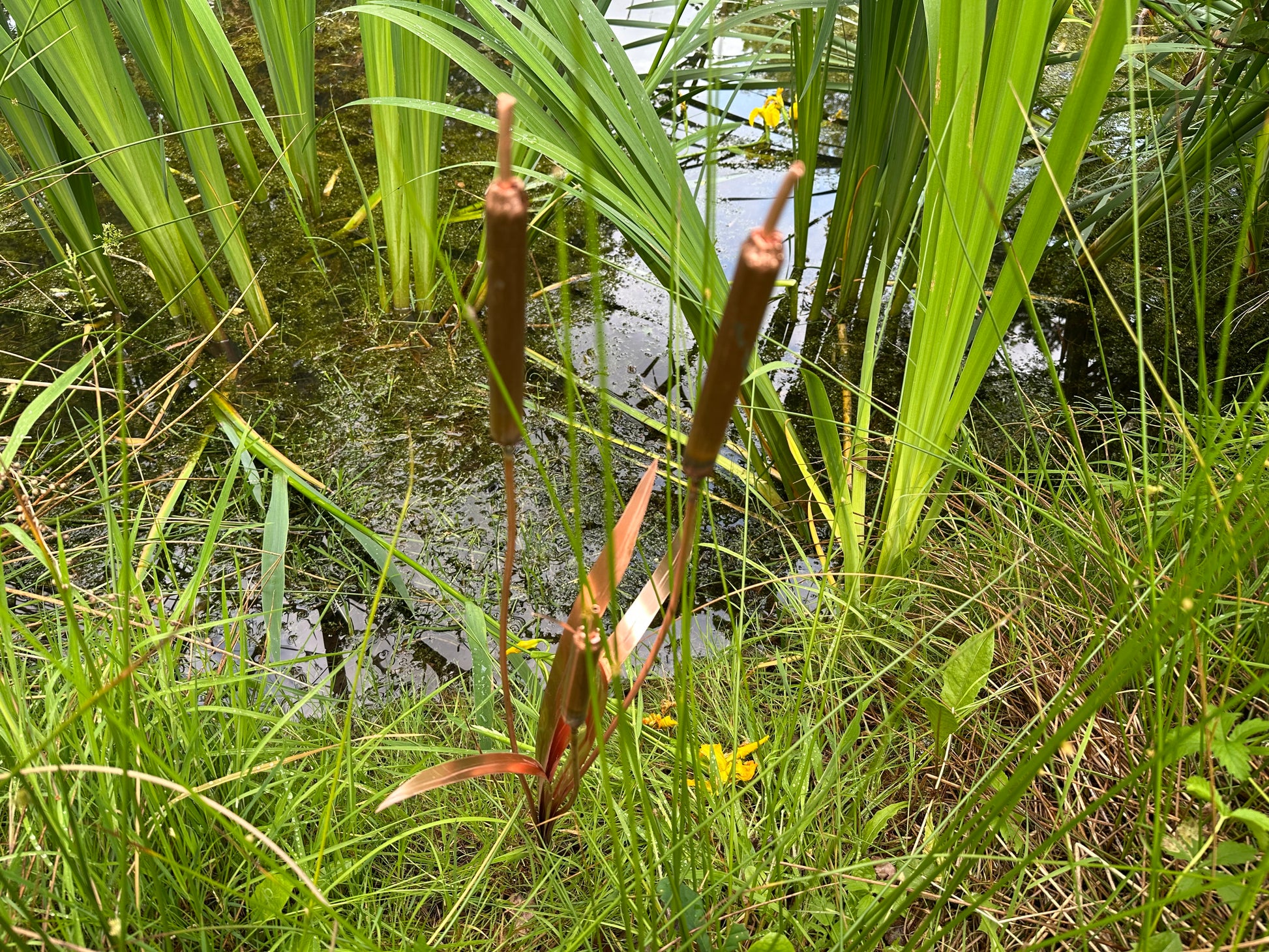 Copper bulrushes