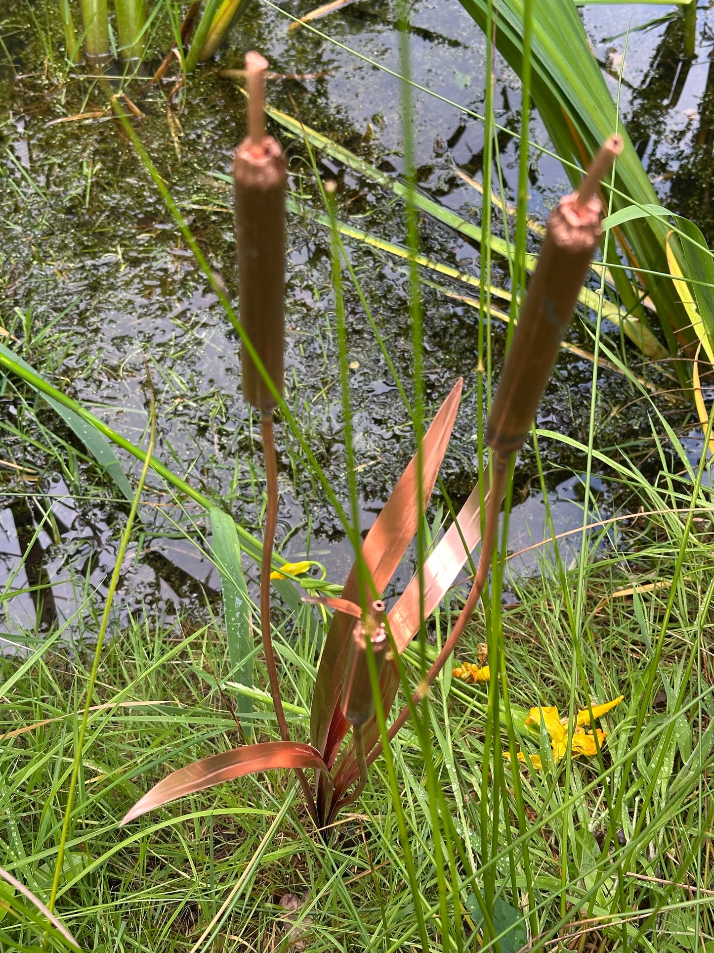 Copper Bulrushes Single