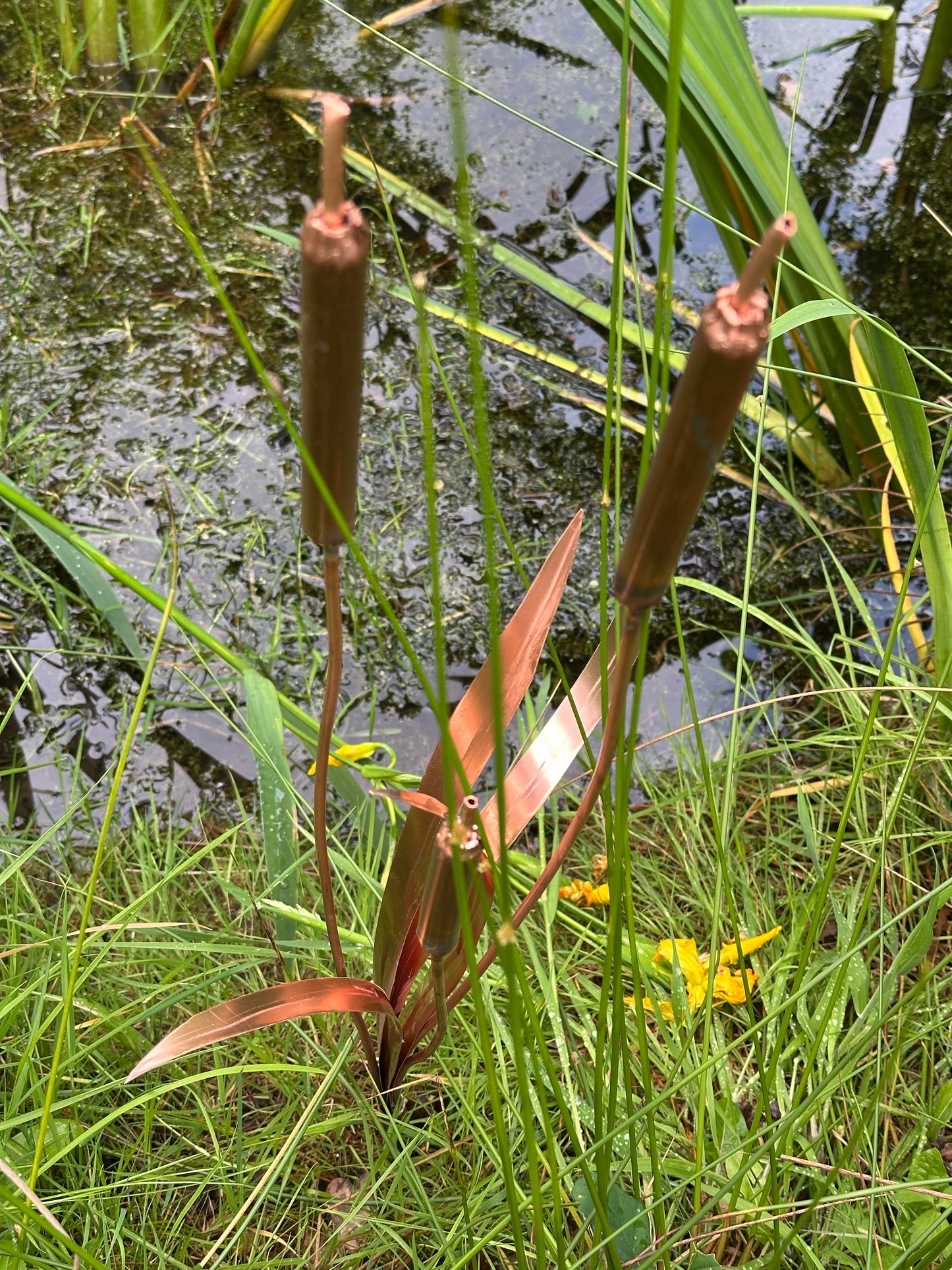 Copper Bulrushes Single