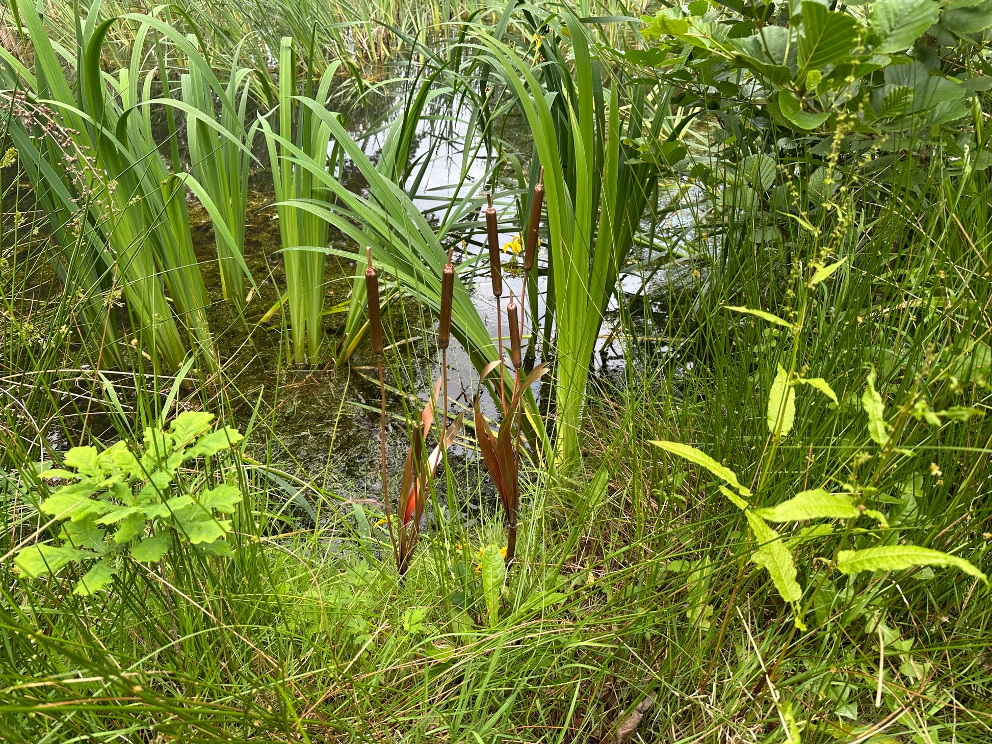 Copper bulrushes