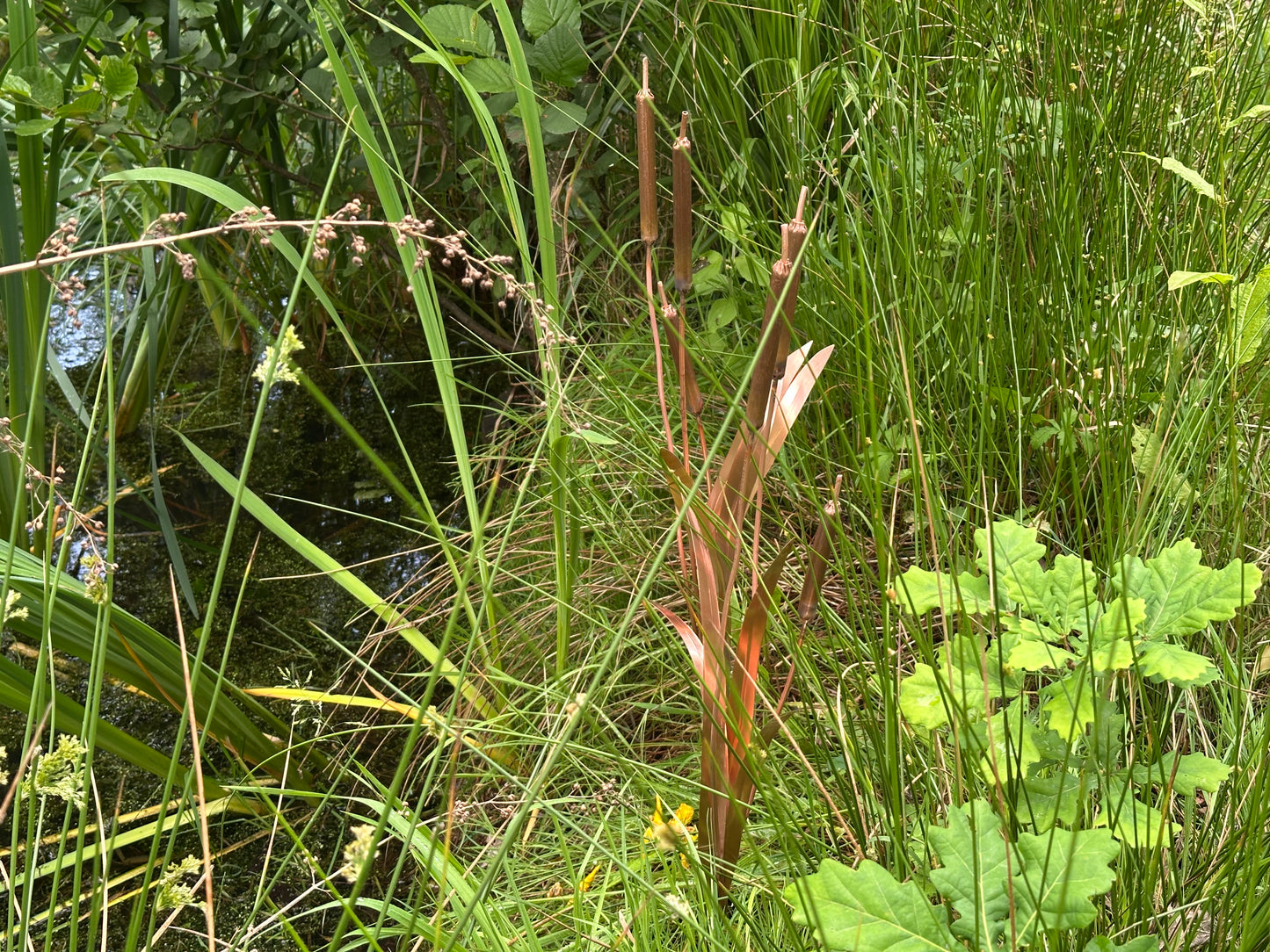 Copper Bulrushes Single