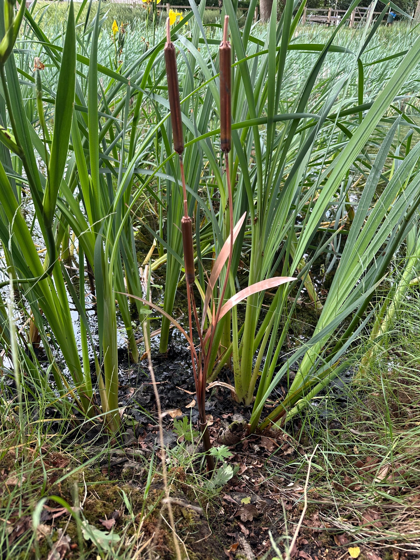 Copper Bulrushes Single