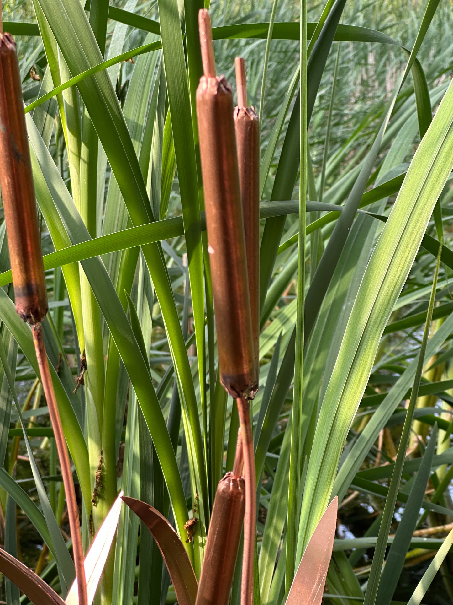 Copper Bulrushes Single