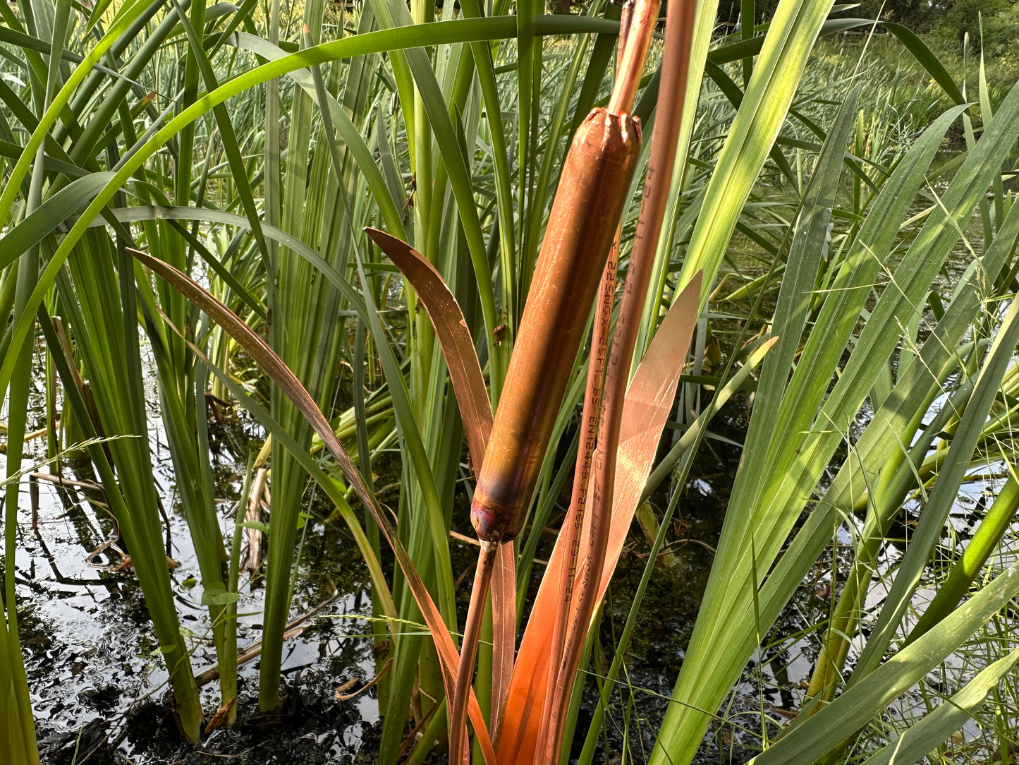 Copper Bulrushes Single