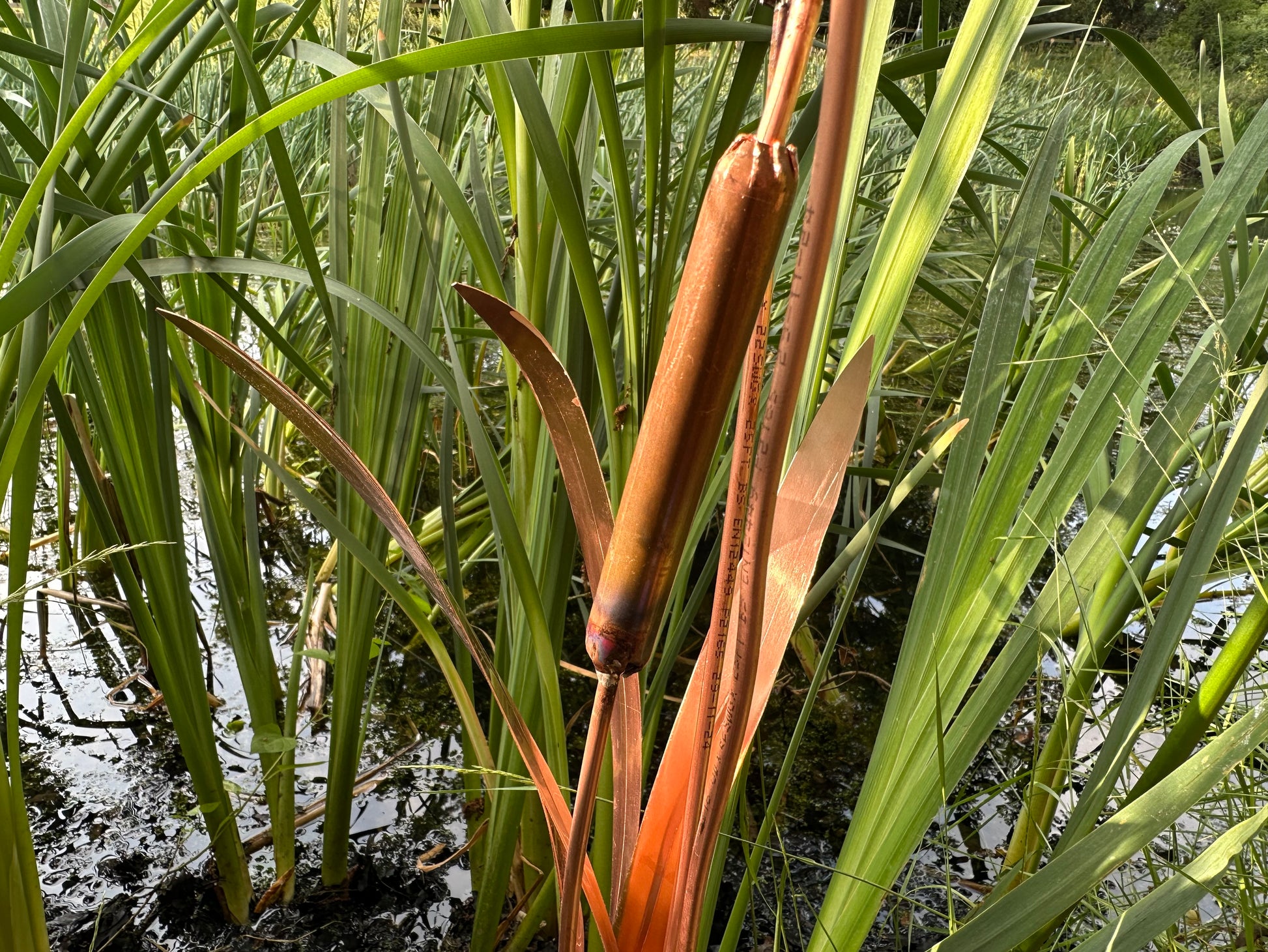 Copper bulrushes