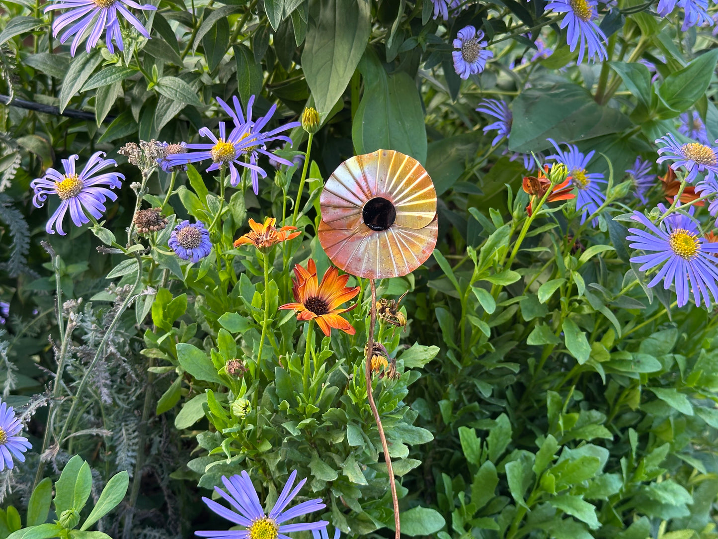 Copper Poppy Flower