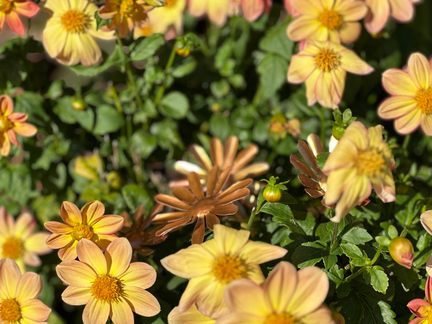 Copper Daisy Flower