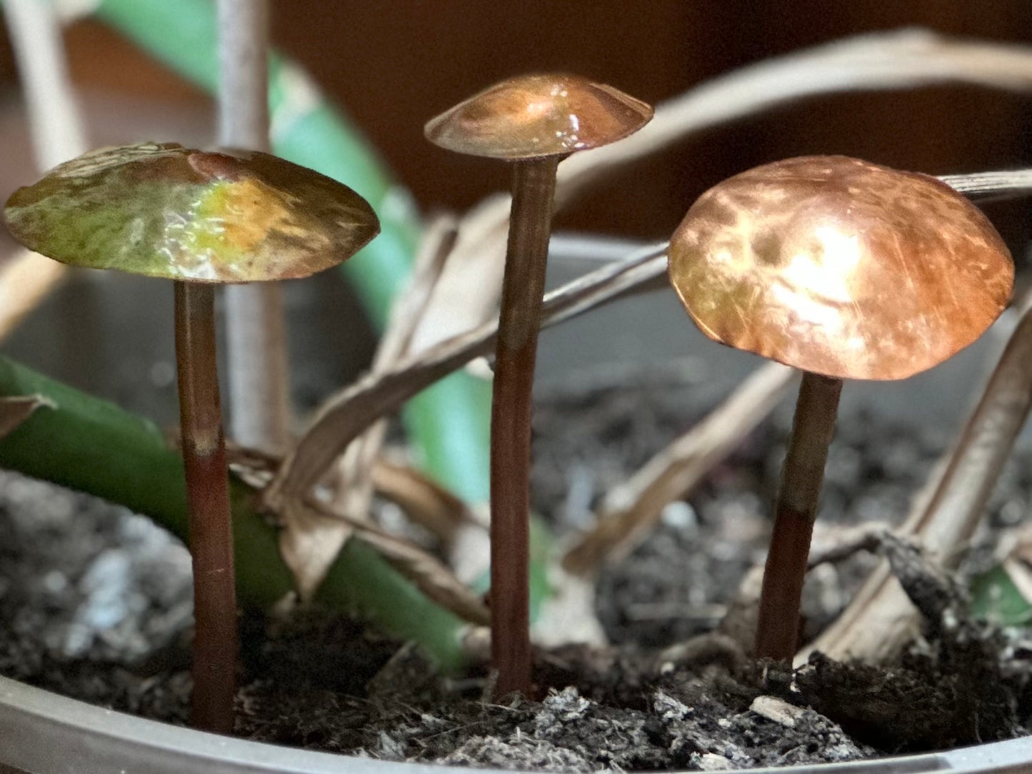 Copper Mushrooms