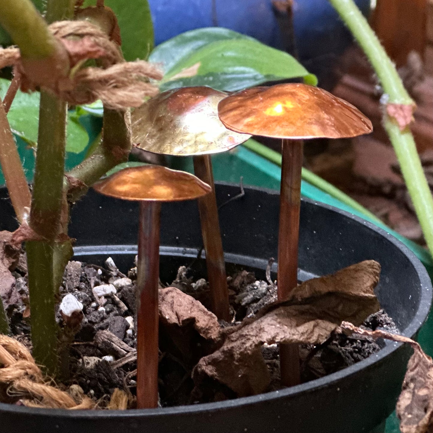 Copper Mushrooms