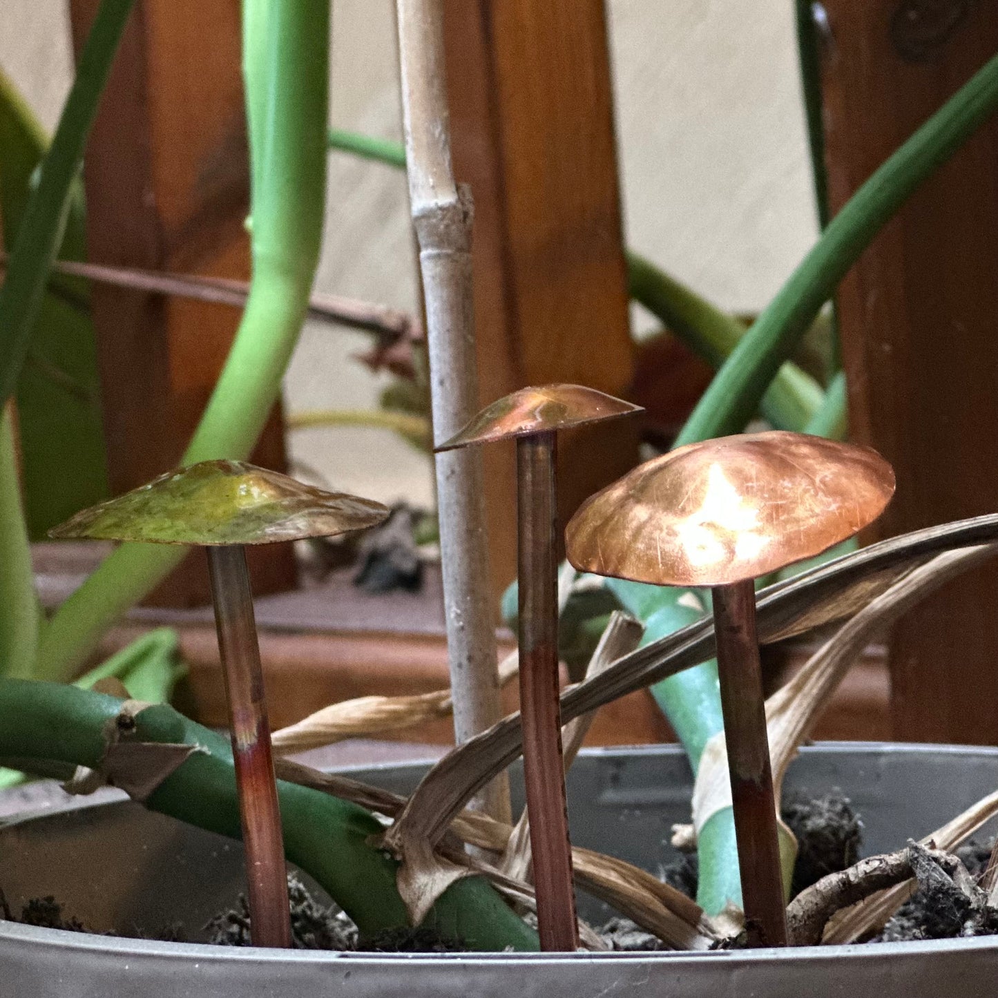 Copper Mushrooms
