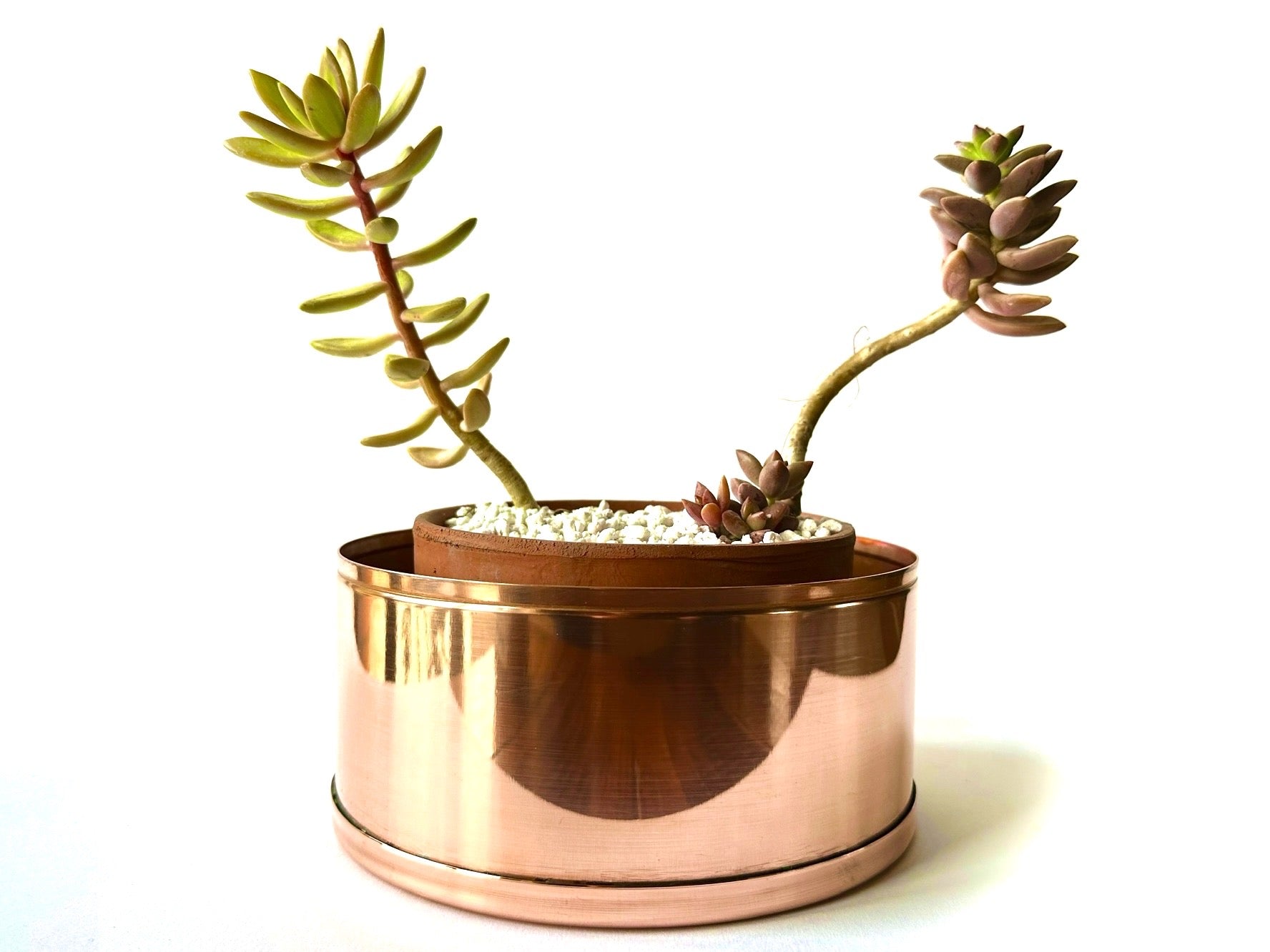succulent in copper plant pot