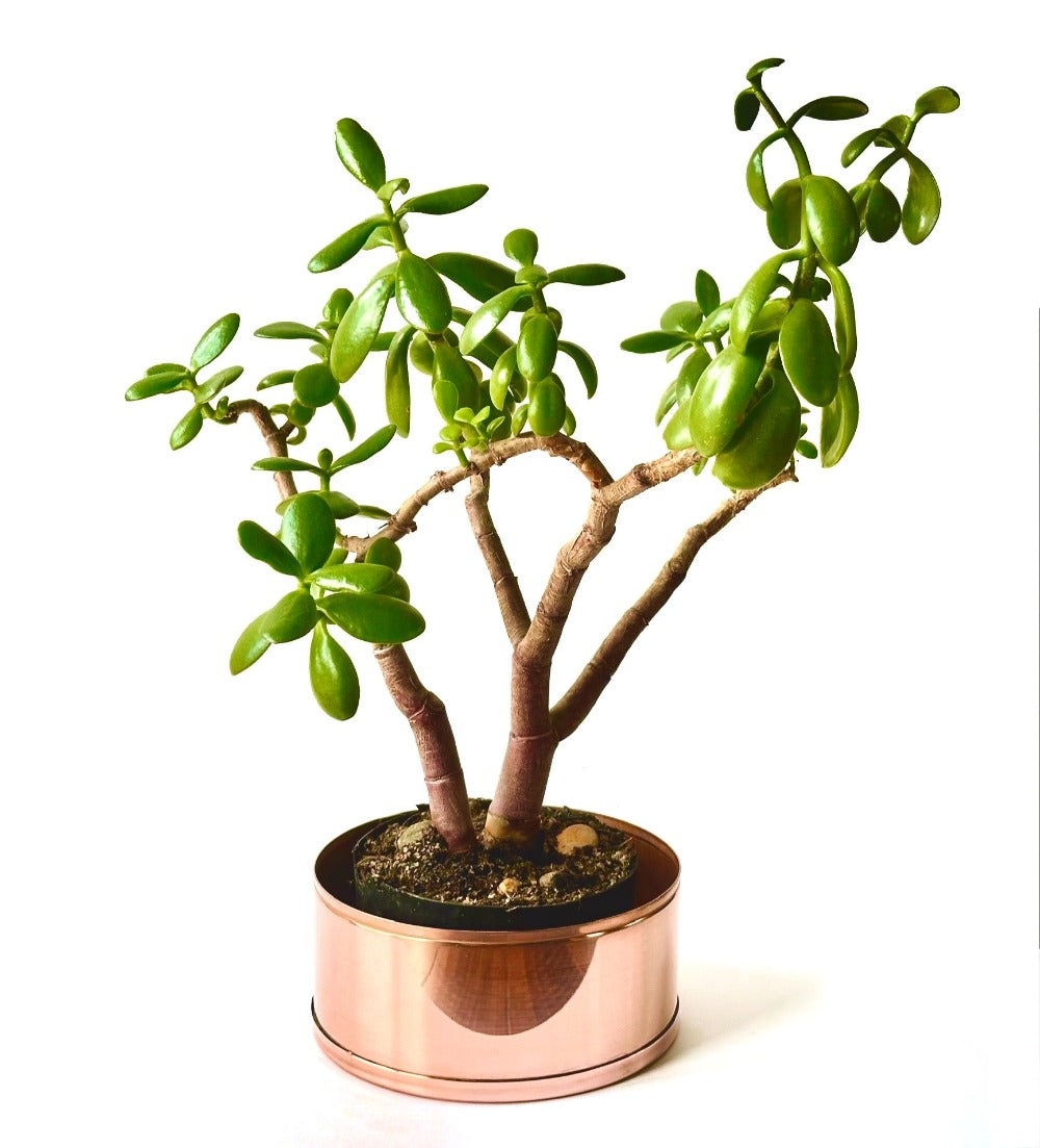Succulent in copper plant pot