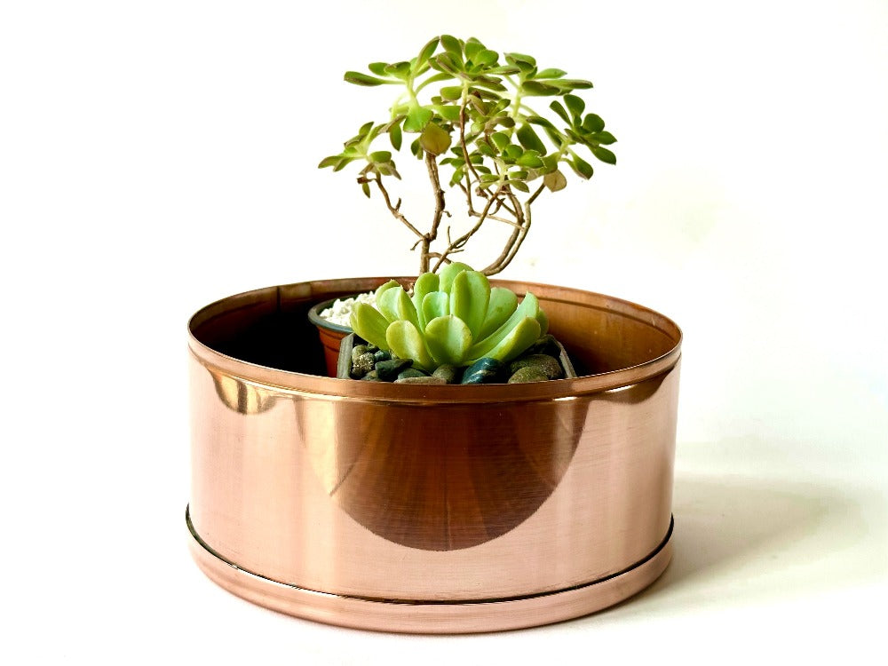 Succulents in copper plant pot