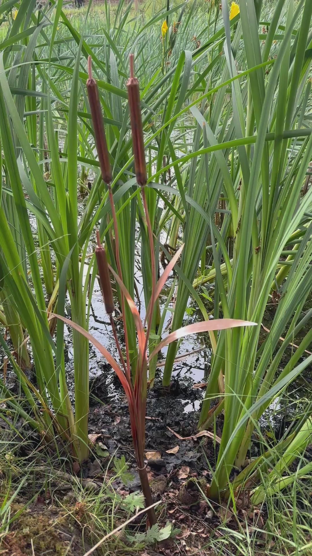 Copper bulrushes