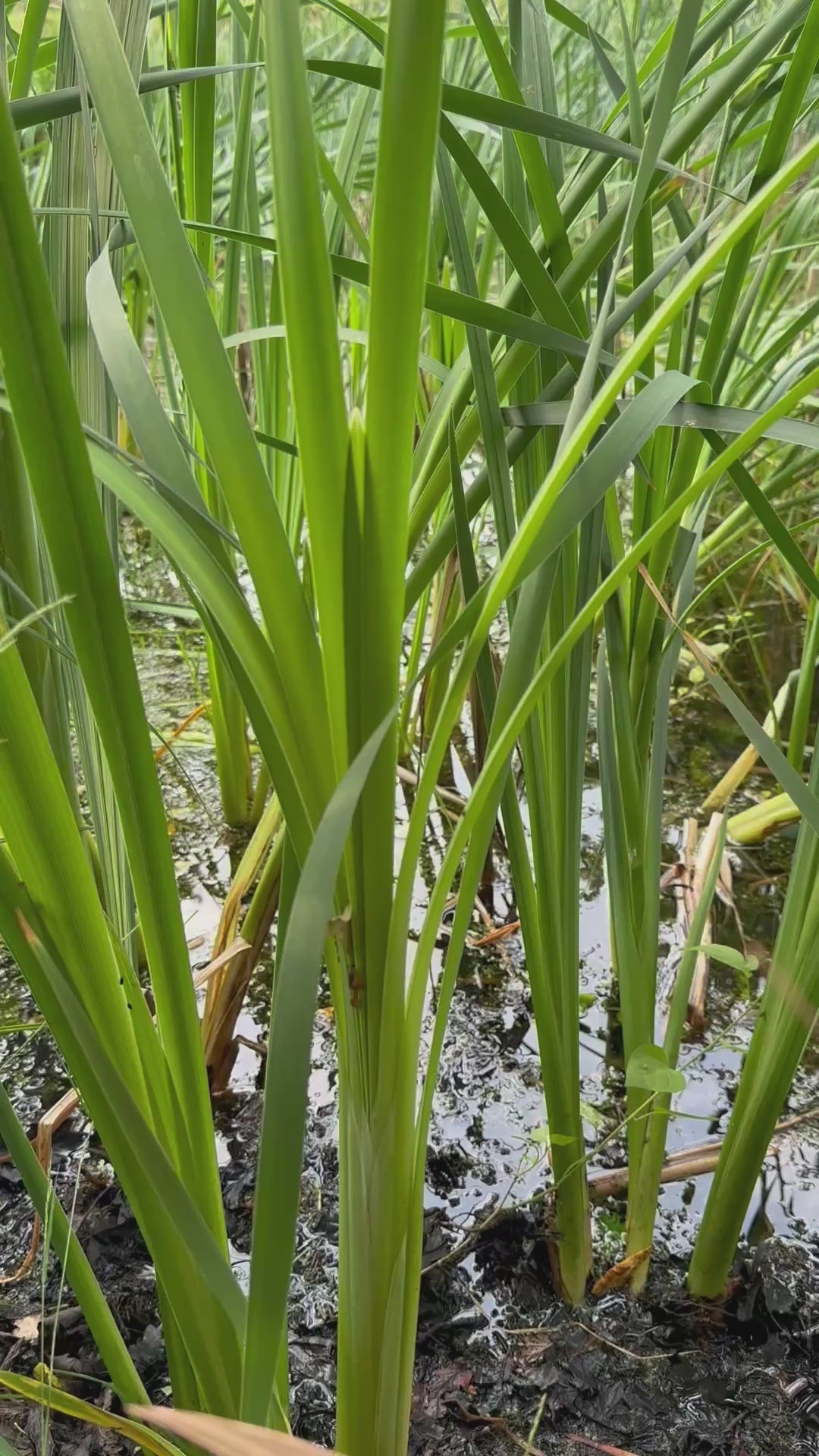 Copper bulrushes