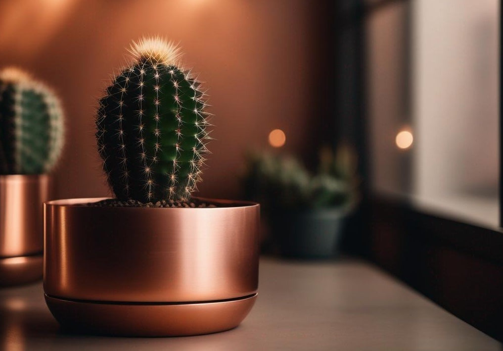 Green Cactus in Copper Pot