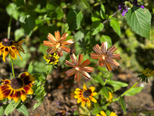 Eco‑Friendly Garden Solutions for UK Gardens